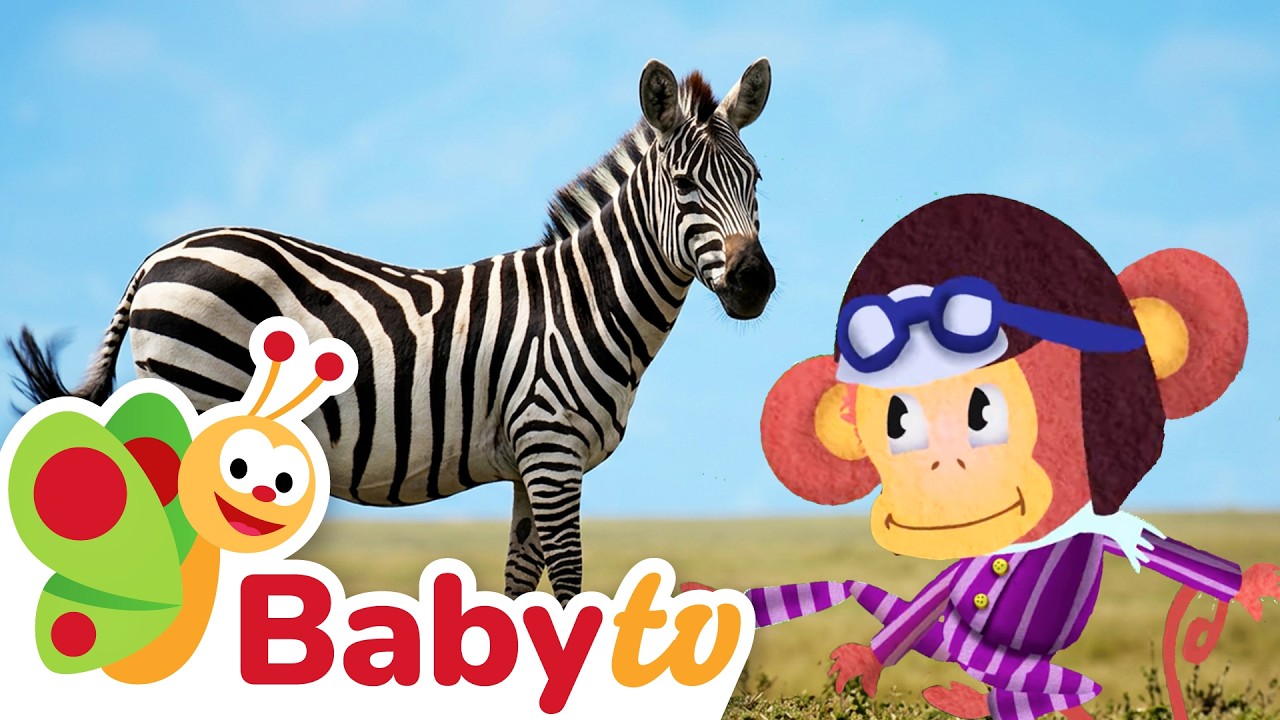 Cebra - pijamas en blanco y negro 🦓 | Animales para niños pequeños @BabyTVSP