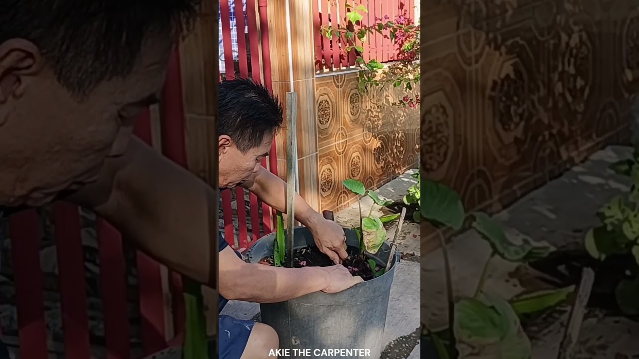 Singkamas or Jicama Small Pot Planting DIY I Fixing Our Plants Landscaping Idea I Akie The Carpenter