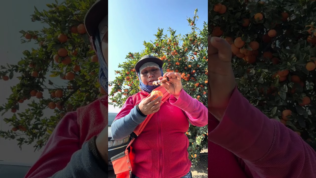 voy a comer una mandarina Tajín ￼