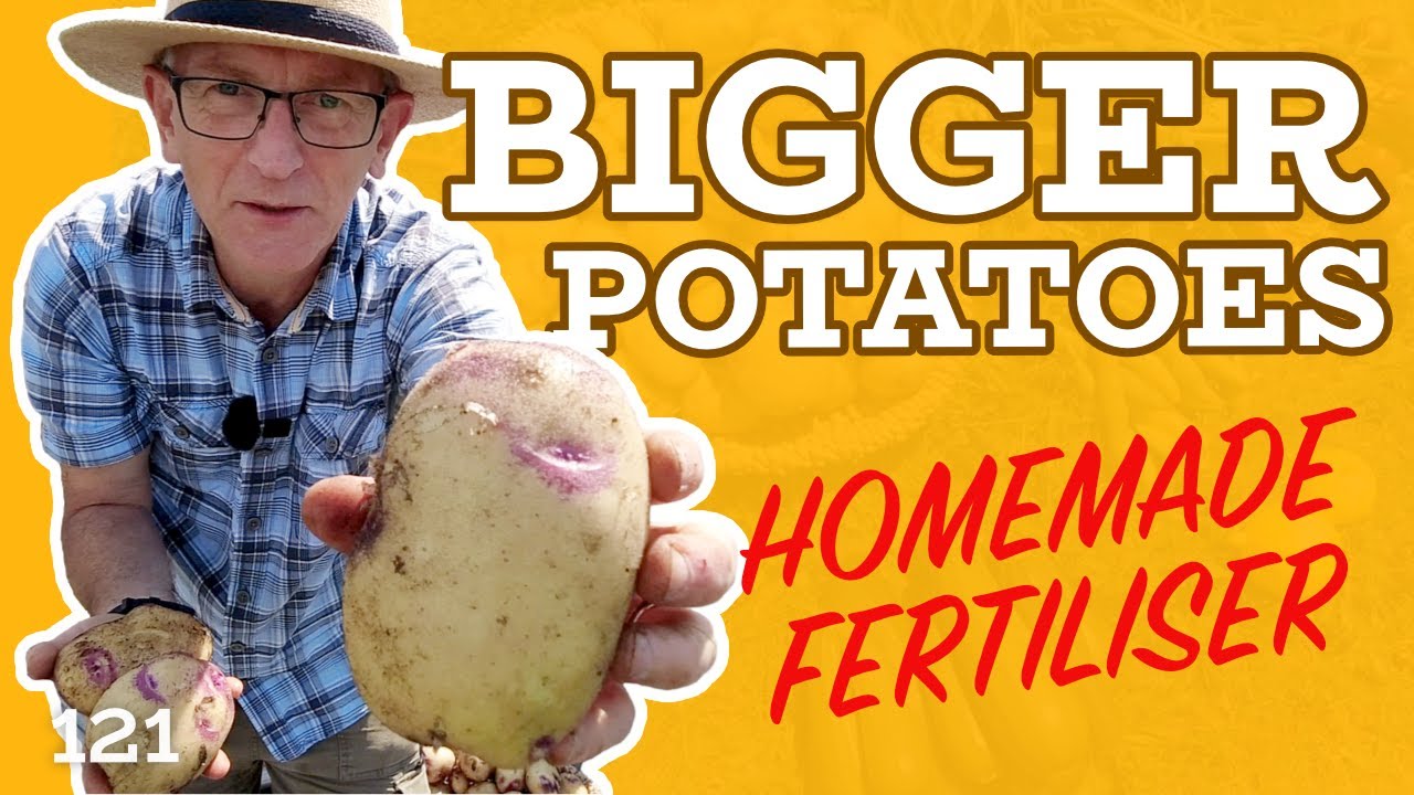 Homemade Plant Fertilizer + Big POTATOES!