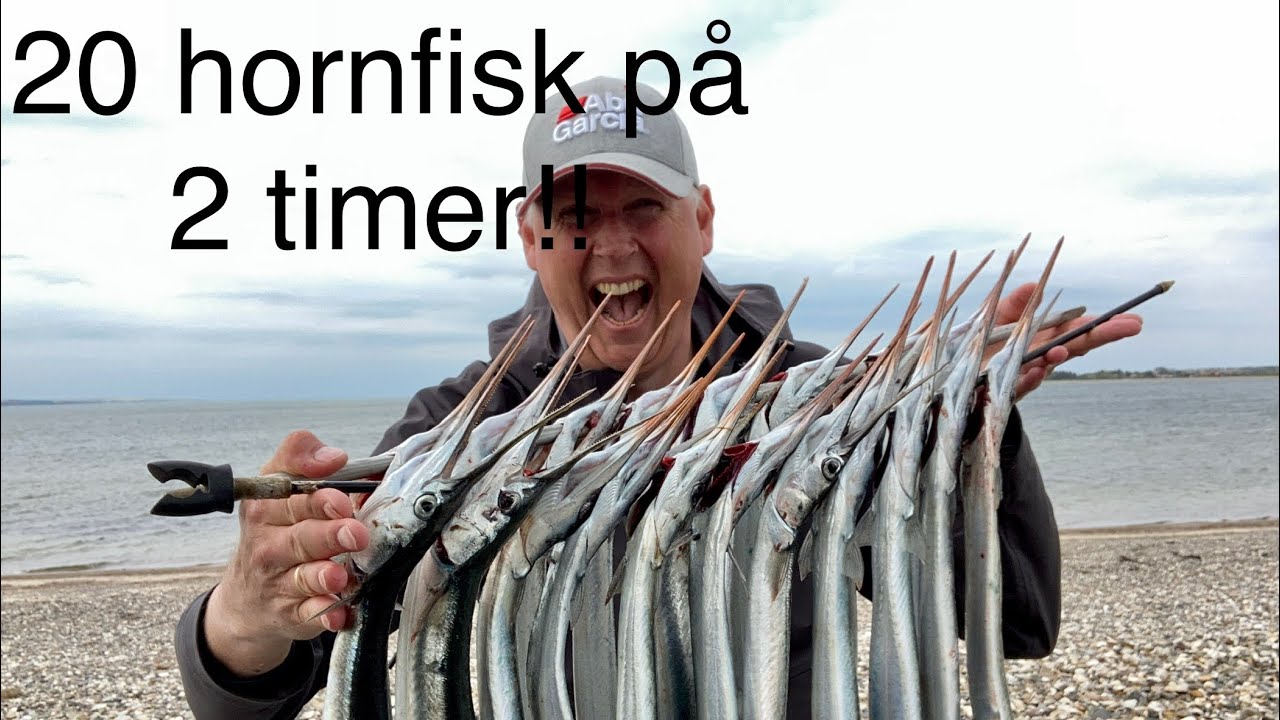 20 hornfisk på 2 timer !!