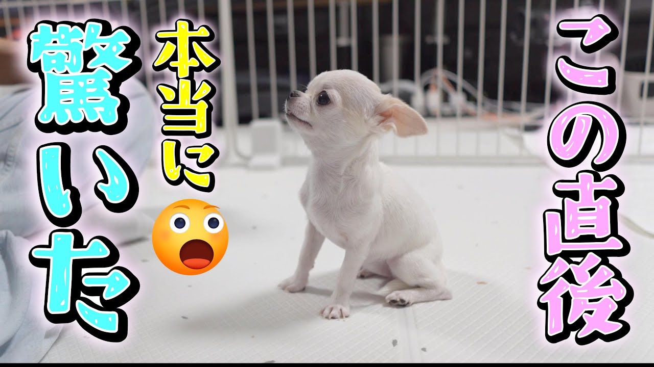 こんな短時間で子犬チワワが見せた奇跡のリアクションに身体が震えた💦
