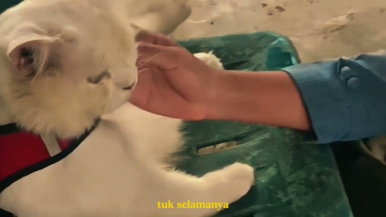 💞pelangi#bucin #video #lewatbranda 
