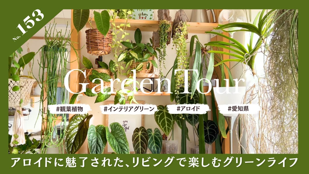 🕊Garden Tour🕊153：アロイドに魅了された、リビングで楽しむグリーンライフ