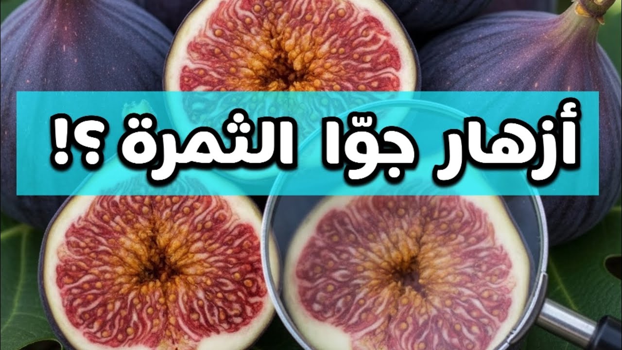 كيف بنركّب شجرة التين… وليه ثمارها مقلوبة؟          #زراعة #explore #fruit  