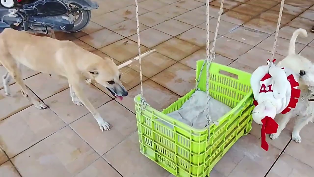 Visitando el Refugio de perros Coco y Tilín.