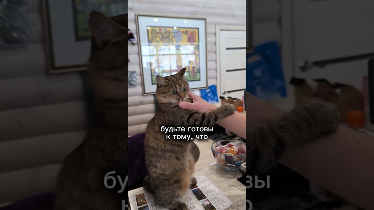 Главная кошка Старой Руссы.