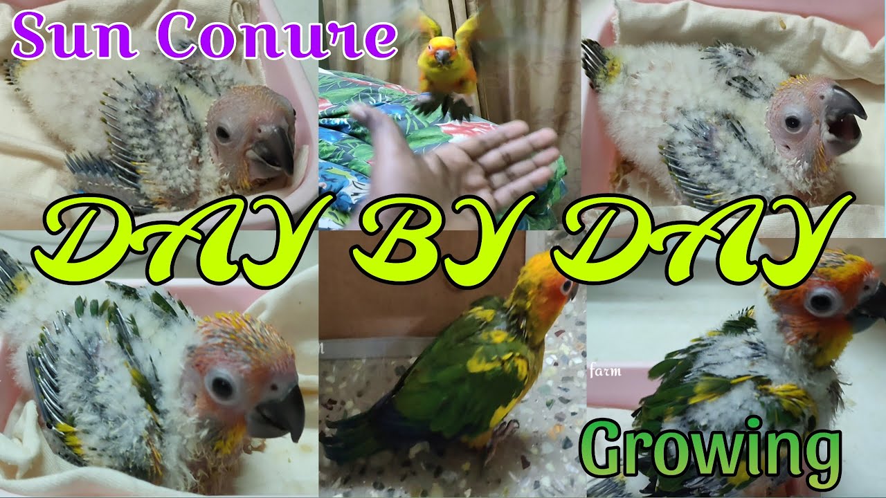 Sun Conure Hand feeding chick to free flight Day 15 to Day 50