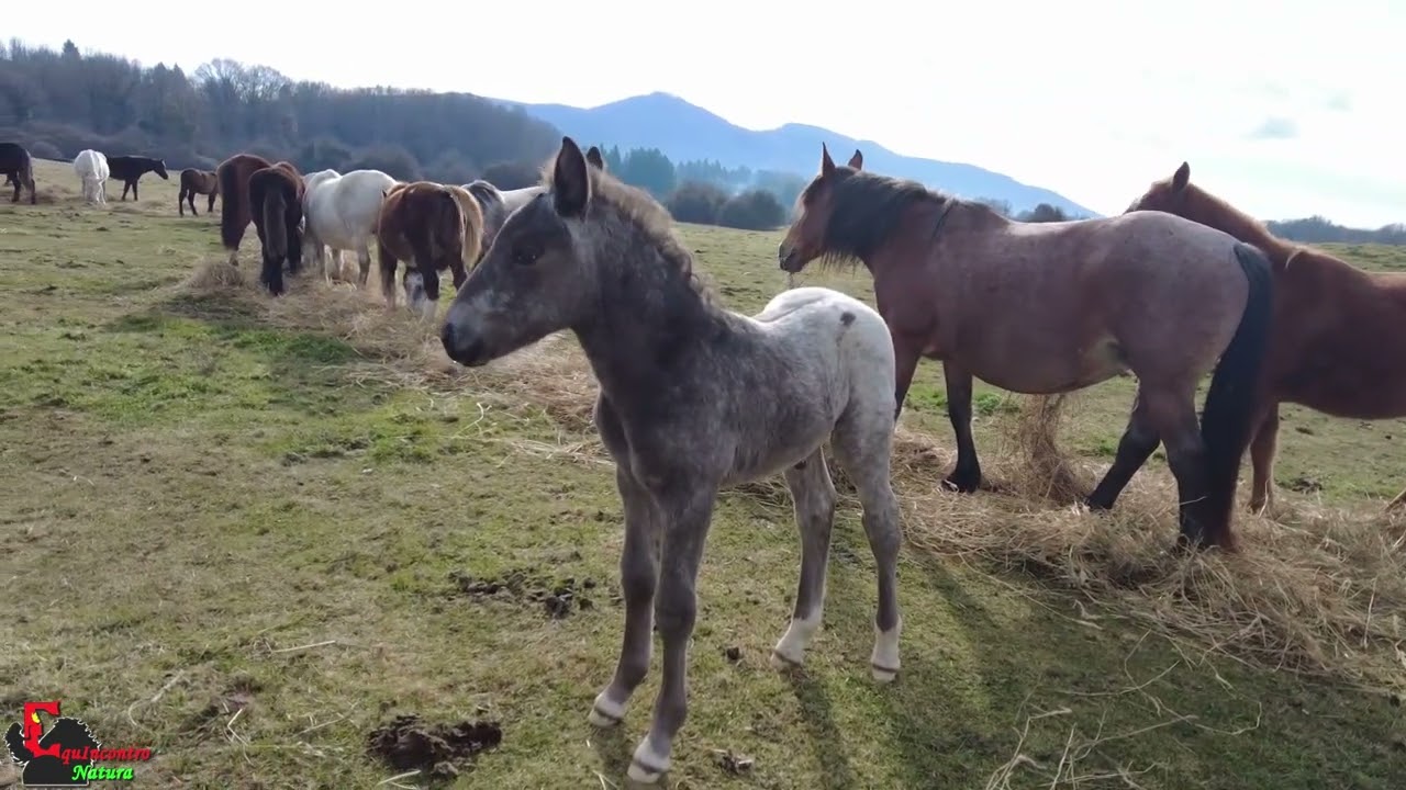 The horse ethogram - Investigations: humanwatching
