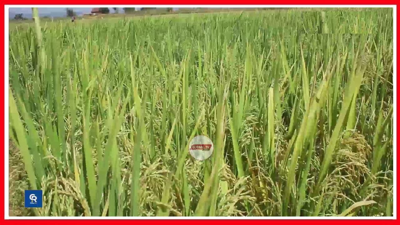 TARI UYOLE YAWAGUSA WAKULIMA WA MPUNGA KWA KUWAPELEKEA MBEGU BORA...