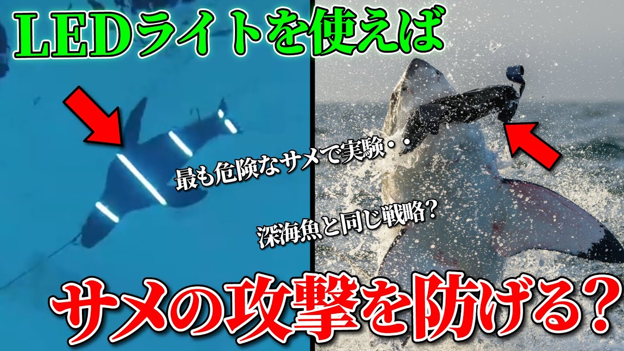 サメに襲われない方法がついに判明？ホホジロザメ相手に実験した結果・・LEDライトでサメの攻撃を防げるか？