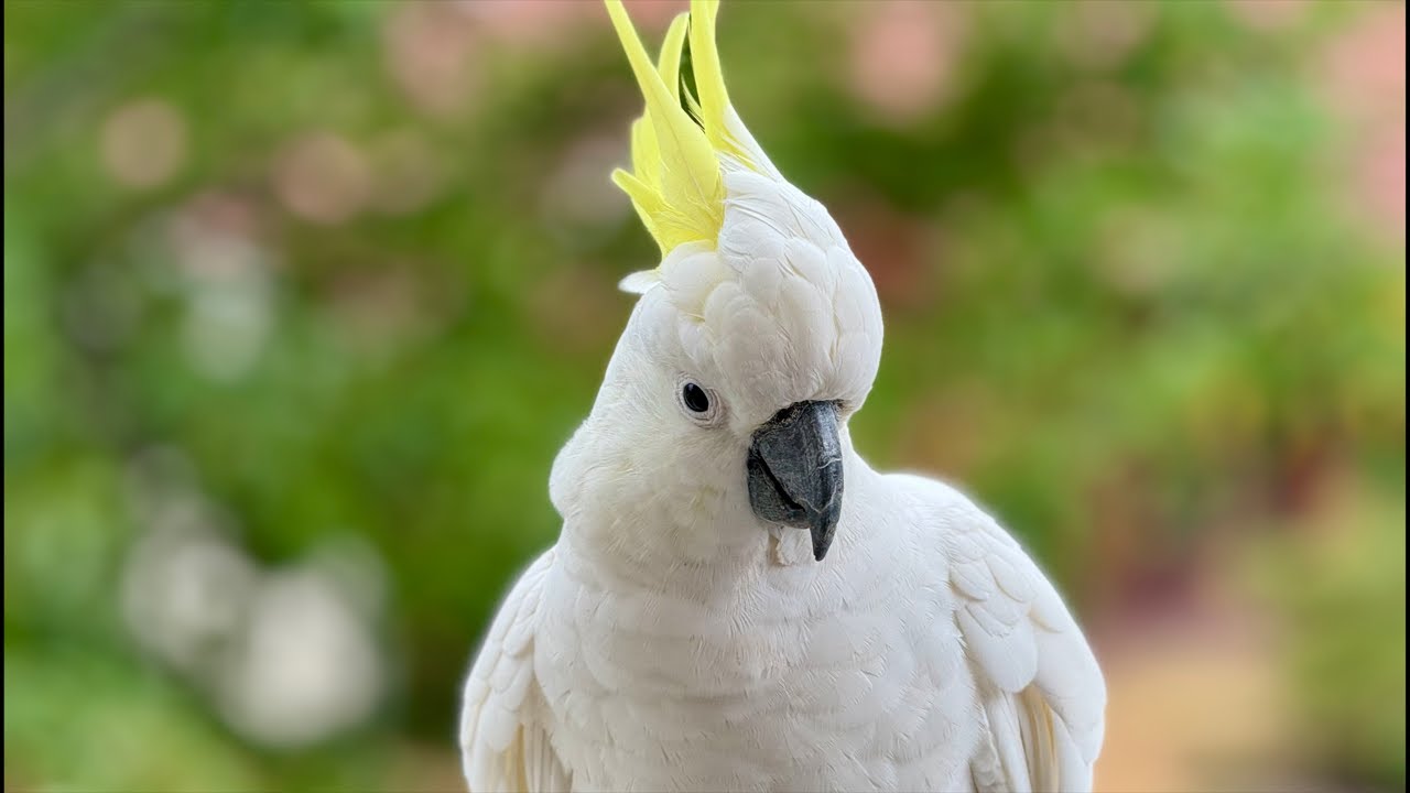 Sulphur-Crested Cockatoos Steal the Show at Aussie Bird Breakfast