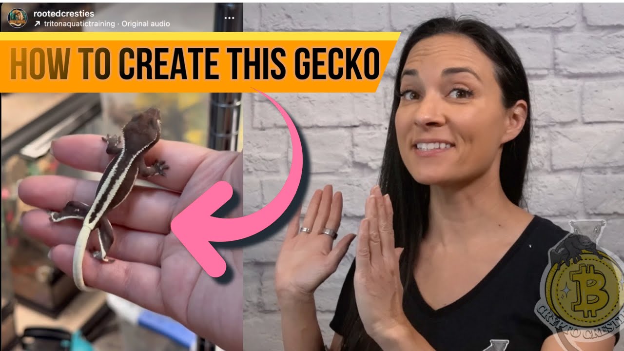 How to Produce an Axanthic Lilly White Crested Gecko! Genes BOTH Geckos Need & Odds of Offspring!