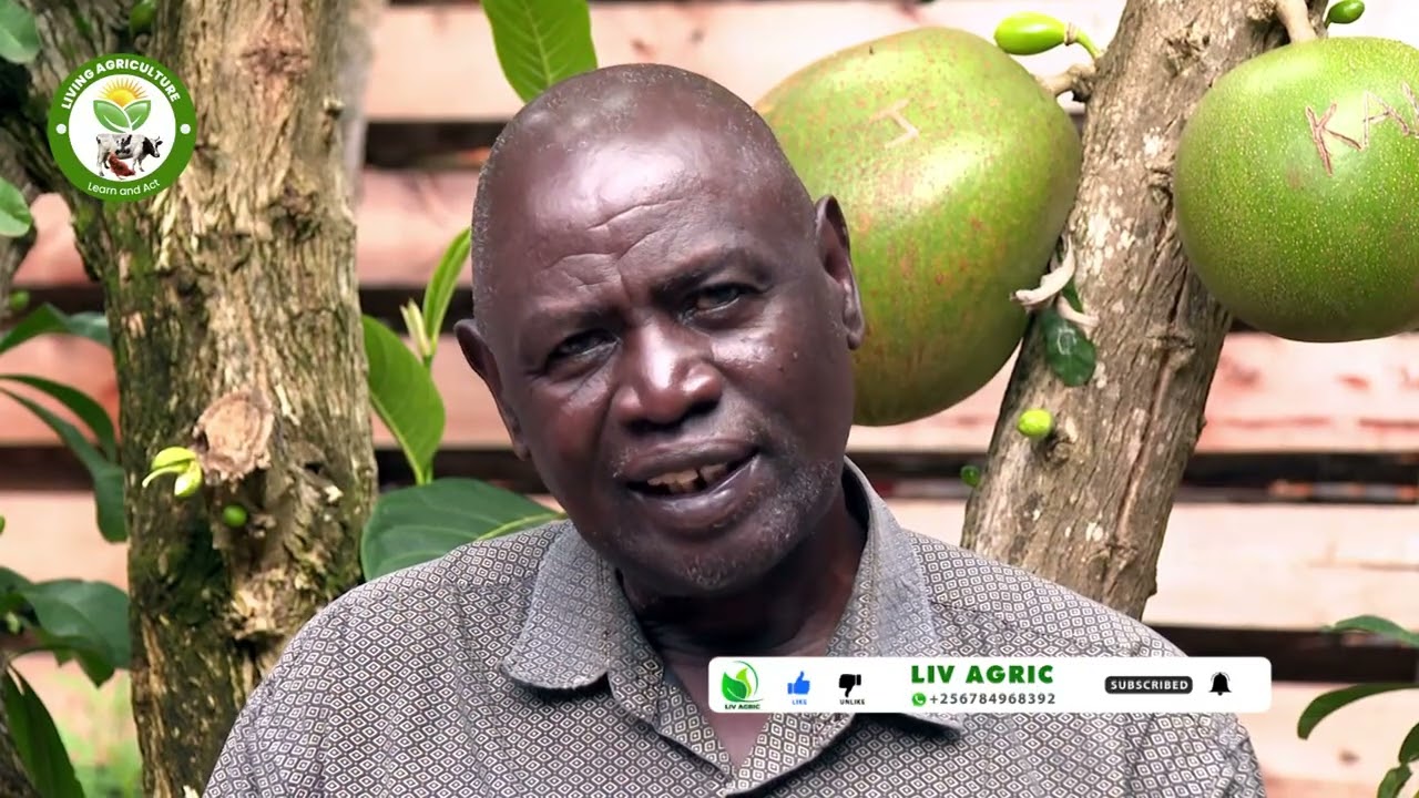 Organic Fertilizer, the strongest and best natural  liquid fertilizer yet