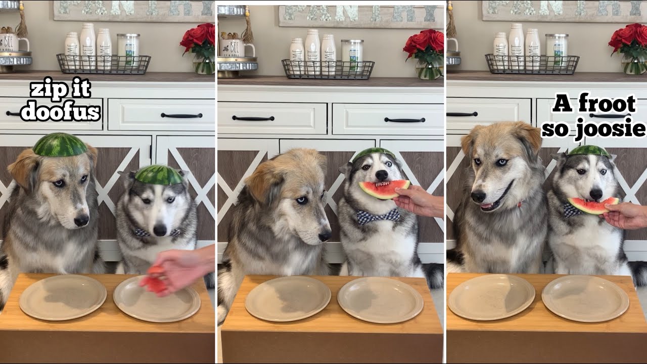 Dogs Try Different Foods