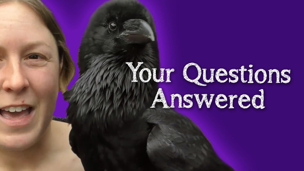 Fable the Raven | Q&A - Answering your questions!