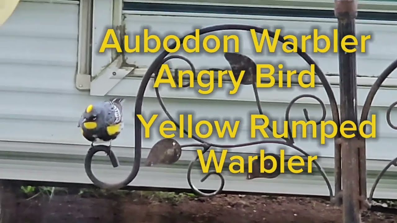 #yellowwarbler