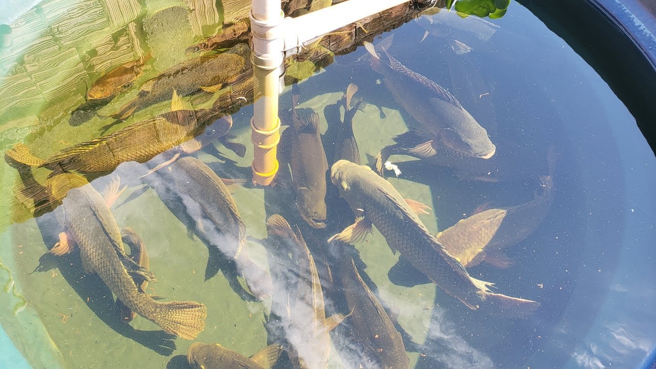 Tilápias em caixa d`água - Não deu certo na minha criação de peixes