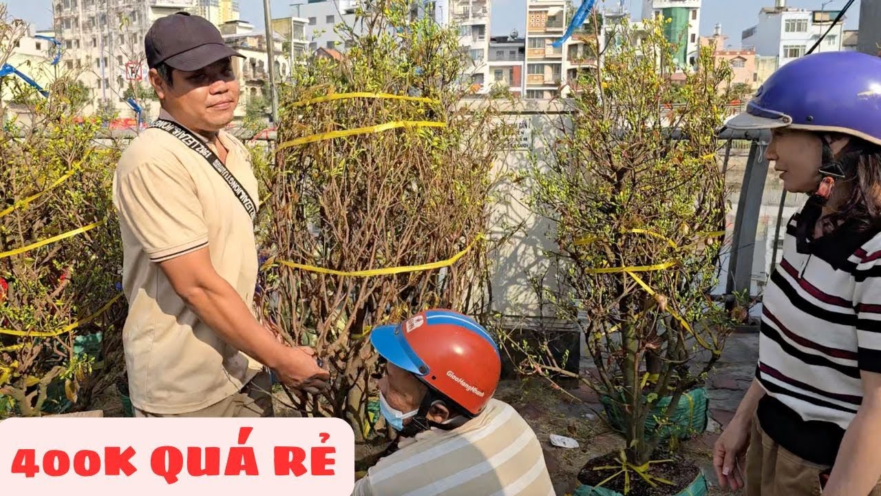 Mai siêu búp 400k người Sài Gòn tranh thủ mua, hoa Tết Bến Bình Đông quá vui