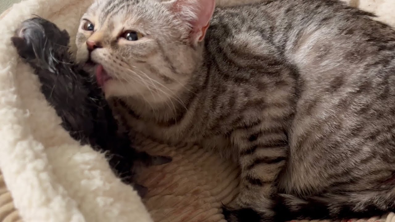 【閲覧注意】無事、1匹目出産！