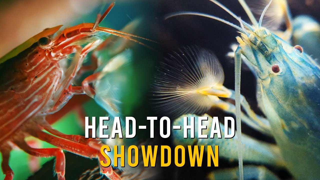 Bamboo Shrimp VS Vampire Shrimp - EVERYTHING You Need To Know!