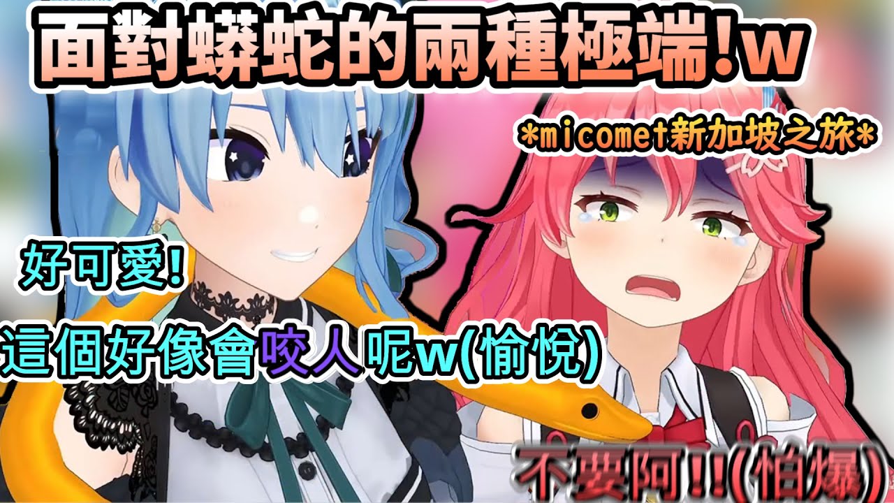 面對蟒蛇兩種極端!!w 相比愉悅的彗醬直接怕爆的MIKO!【さくらみこ/星街すいせい/ホロライブ】【hololive】【vtuber中文字幕】