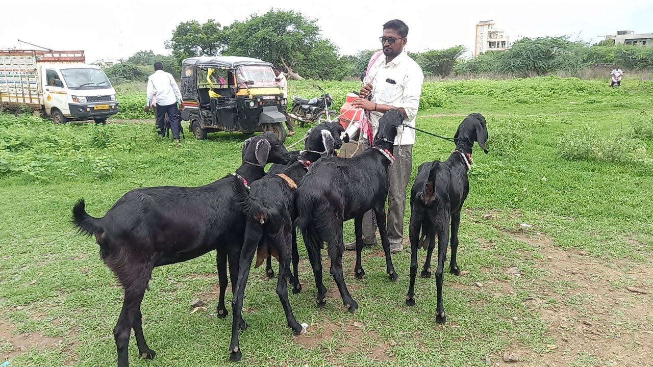 महाराष्ट्र सर्वात मोठा मेंढी व शेळी बाजार | got market  | दि:5/06/2025 वार शनिवार |पूर्णा शेळी बाजार