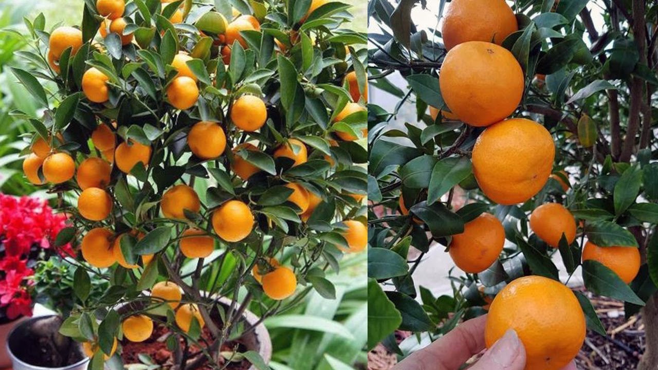 Rahasia SUKSES Menanam Jeruk SANTANG MADU Di Dalam Pot Cepat Berbuah - How to Grow orange honey