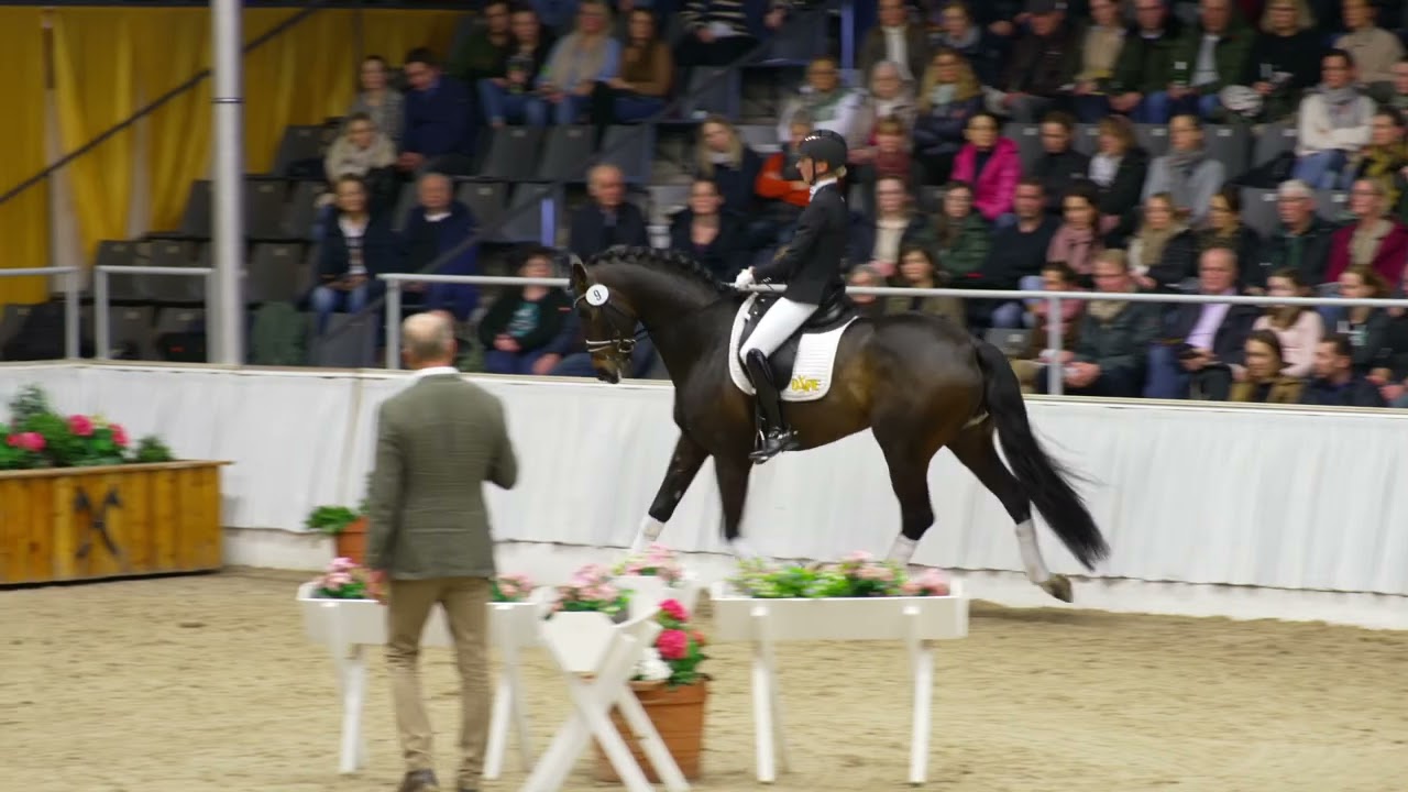 Endorphin bei der 32. Hannoveraner Privathengstschau 2024 in Verden