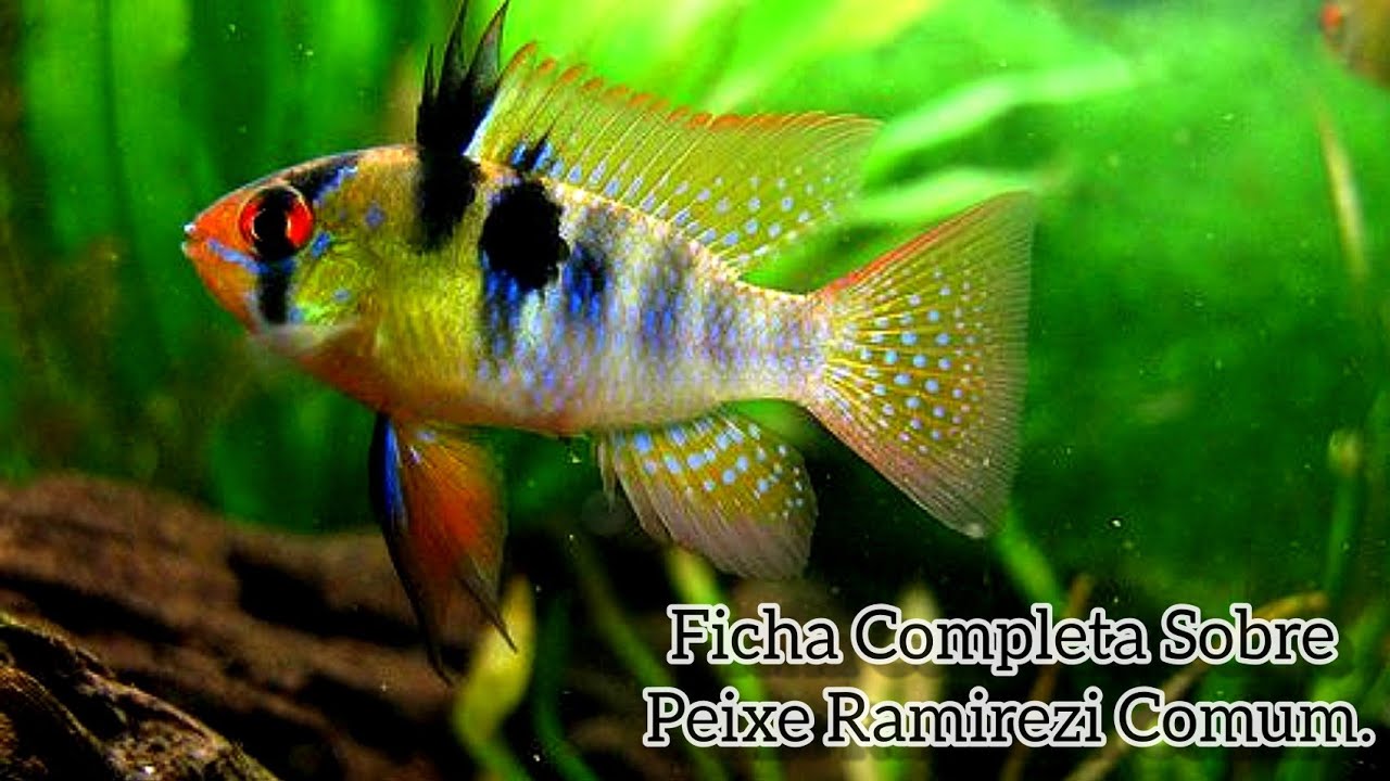 RAMIREZI COMUM o 