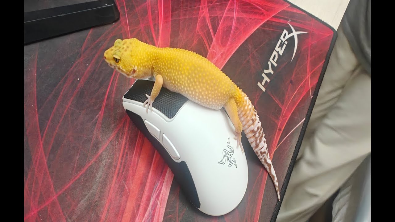 Неделя с Razer Deathadder V4 Pro - Обзор мышки и личное мнение без воды!