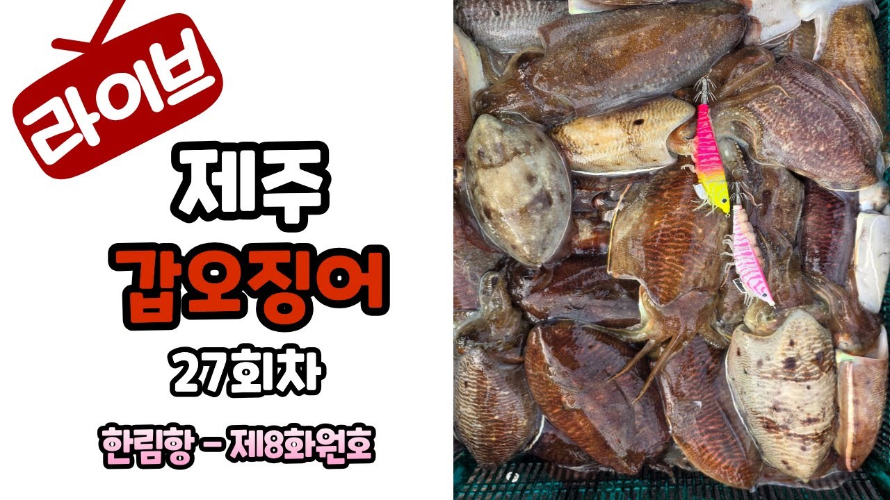 제주심해갑오징어27회차#한림항#제8화원호#안선장악바리에기#NH코리아
