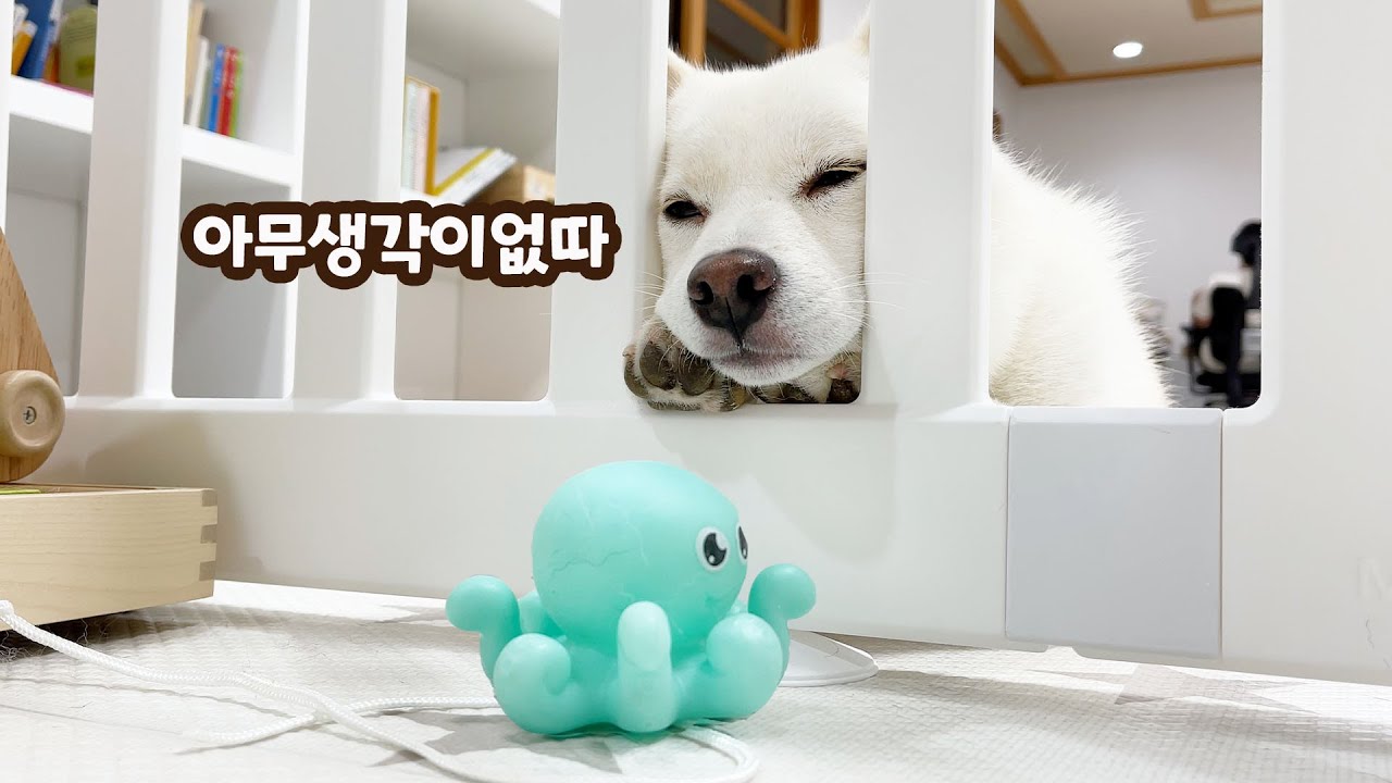여우는 정말 바보일까요? 뇌맑은 강아지 여우 ㅋㅋㅋ