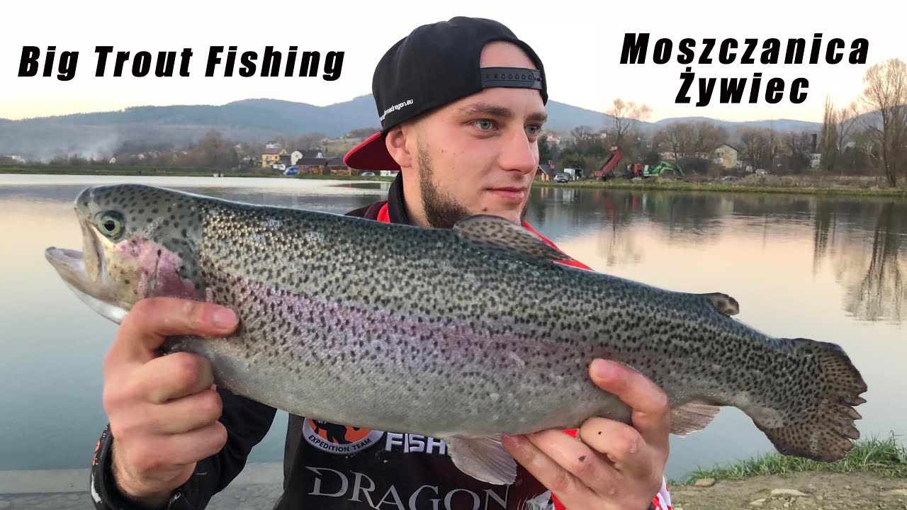 Trout Area|Wielkie Tęczaki z Moszczanicy | Big Rainbow trout | Trout Fishing