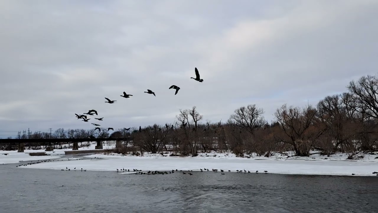 그랜드강의 기러기들 Canadian Geese at Grand River in Caledonia, Ontaio