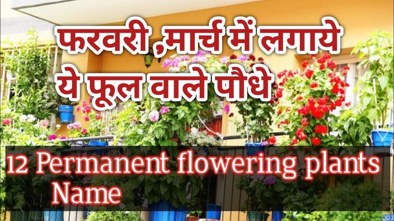 फरवरी ,मार्च में ये 12 परमानेंट पौधे लगायें बगीचे में पूरी गर्मी फूल रहेंगे !! 12 permanent  plants 