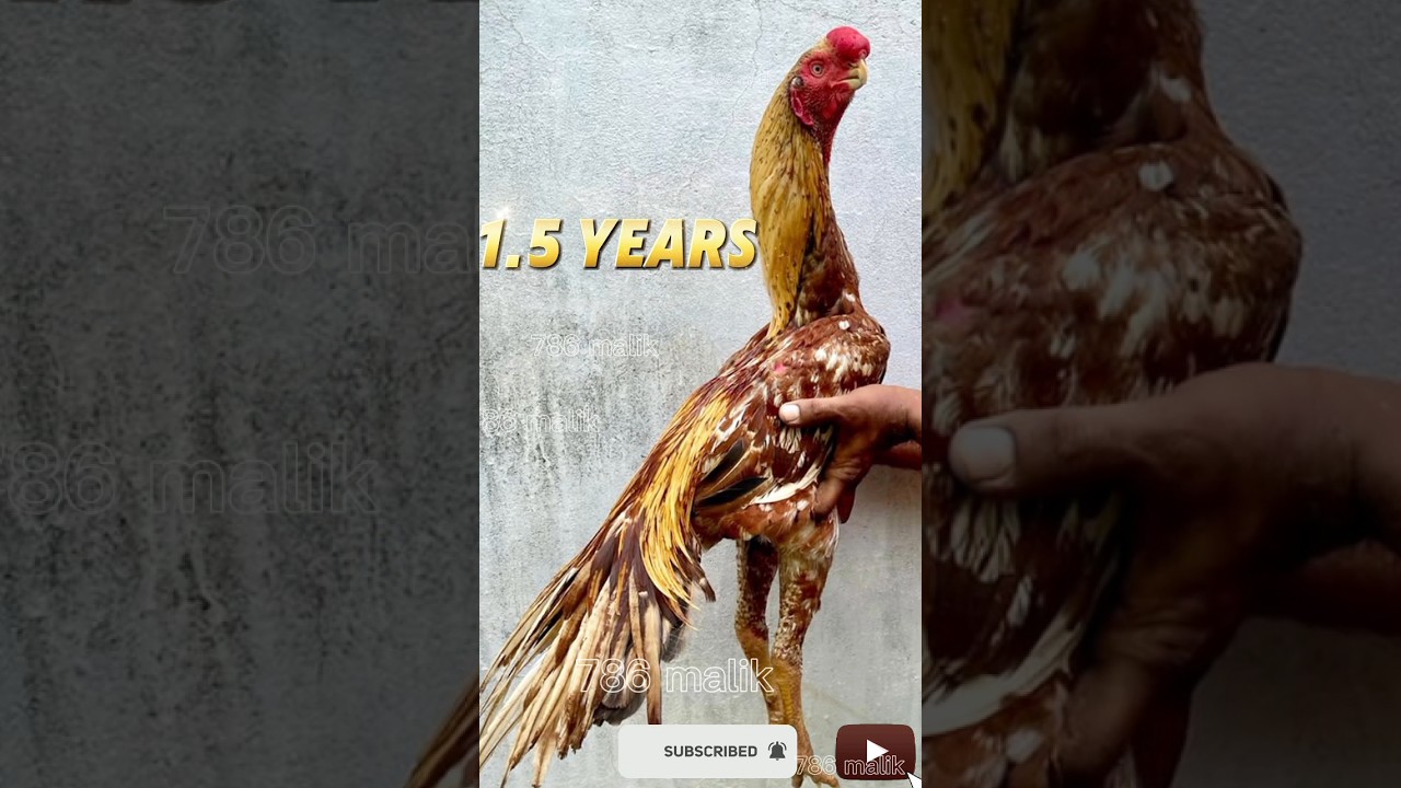 parrot beak aseel // 15 day / time transforming 1.5 years 🥰 #aseel #aseelmurga #birds #shorts