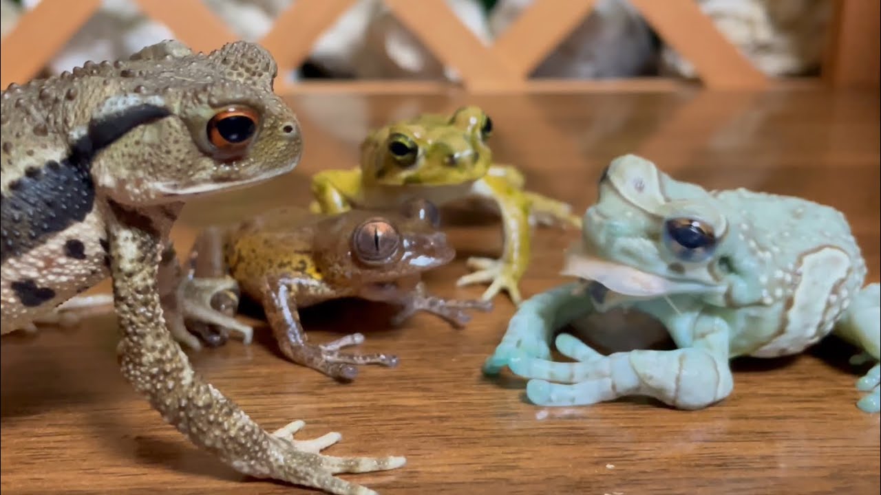 Other people's grass looks greener！（frog＆ toad&frog&toad）japanese stream toad