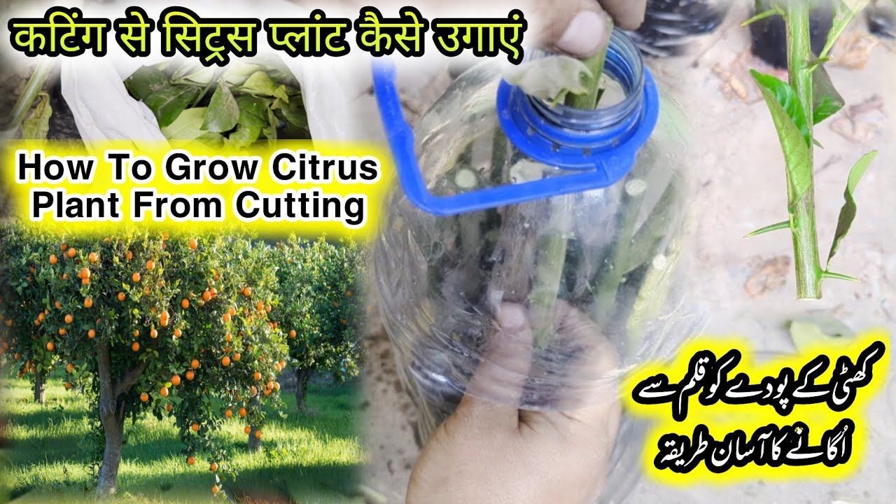How To Grow a Citrus Plant From Cuttings |Khatti K Pody Ko Kalam Se Lagane Ka Asan Tareeka