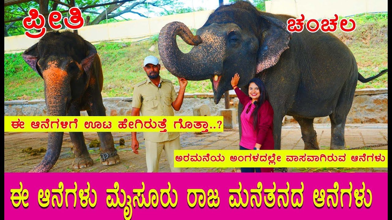 ಅರಮನೆ ಆನೆಗಳ ಸ್ವಭಾವ ಹೇಗಿದೆ, ಪ್ರೀತಿ ಹಾಗೂ ಚಂಚಲ ಆನೆಗಳ ಕಂಪ್ಲೀಟ್ ಡಿಟೇಲ್ಸ್ Royal Family elephants details