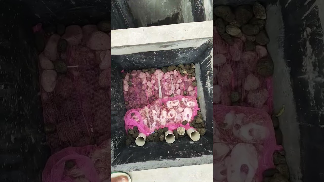pengisian media filter kolam nila sistem ras