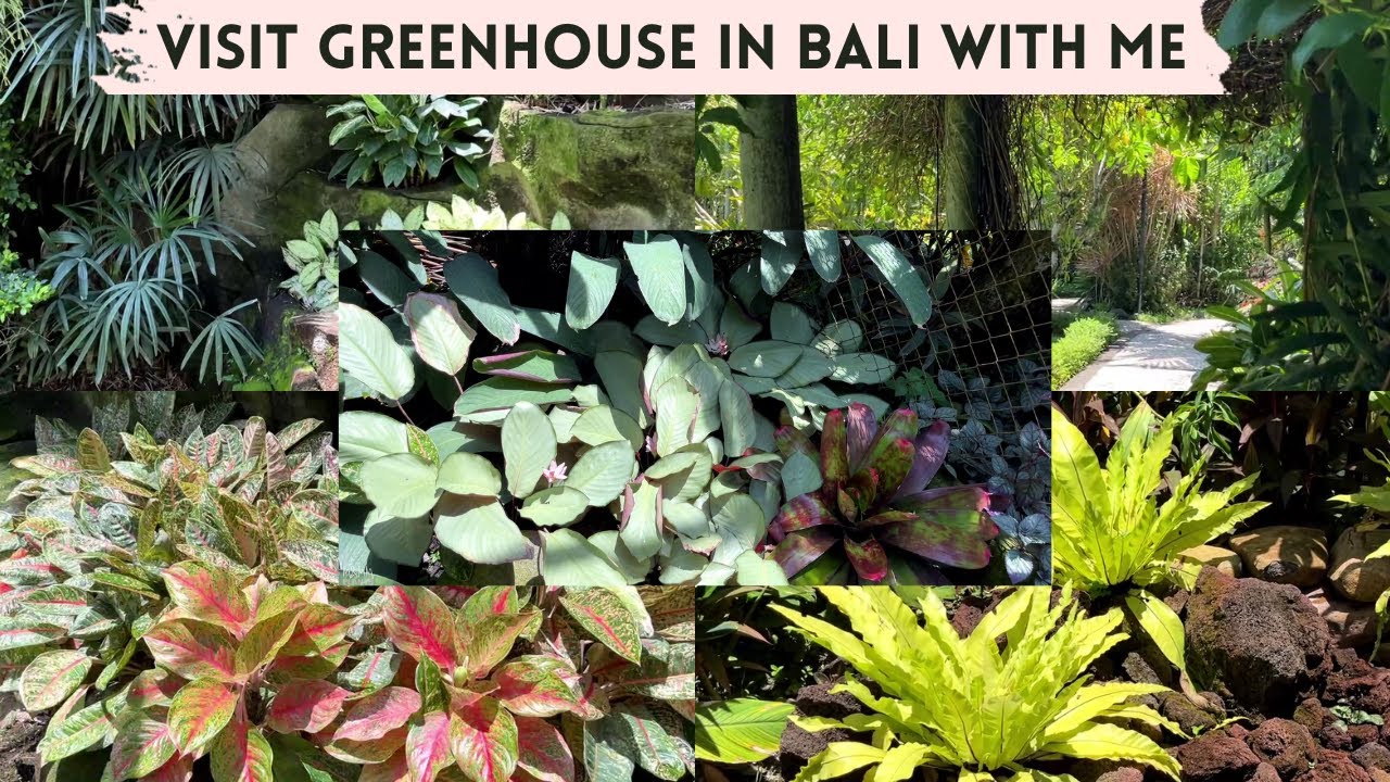 Visit a Greenhouse in Bali Indonesia With Me | M and MM Plants