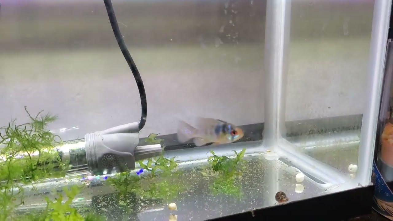 Upcoming Breeding Project For A Rare Variety Of Ram Cichlids