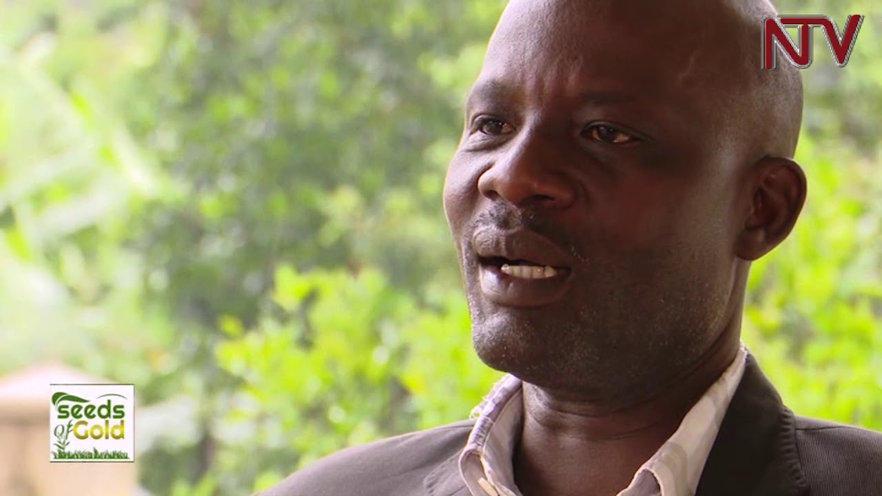 SEEDS OF GOLD: Why you should embrace organic farming