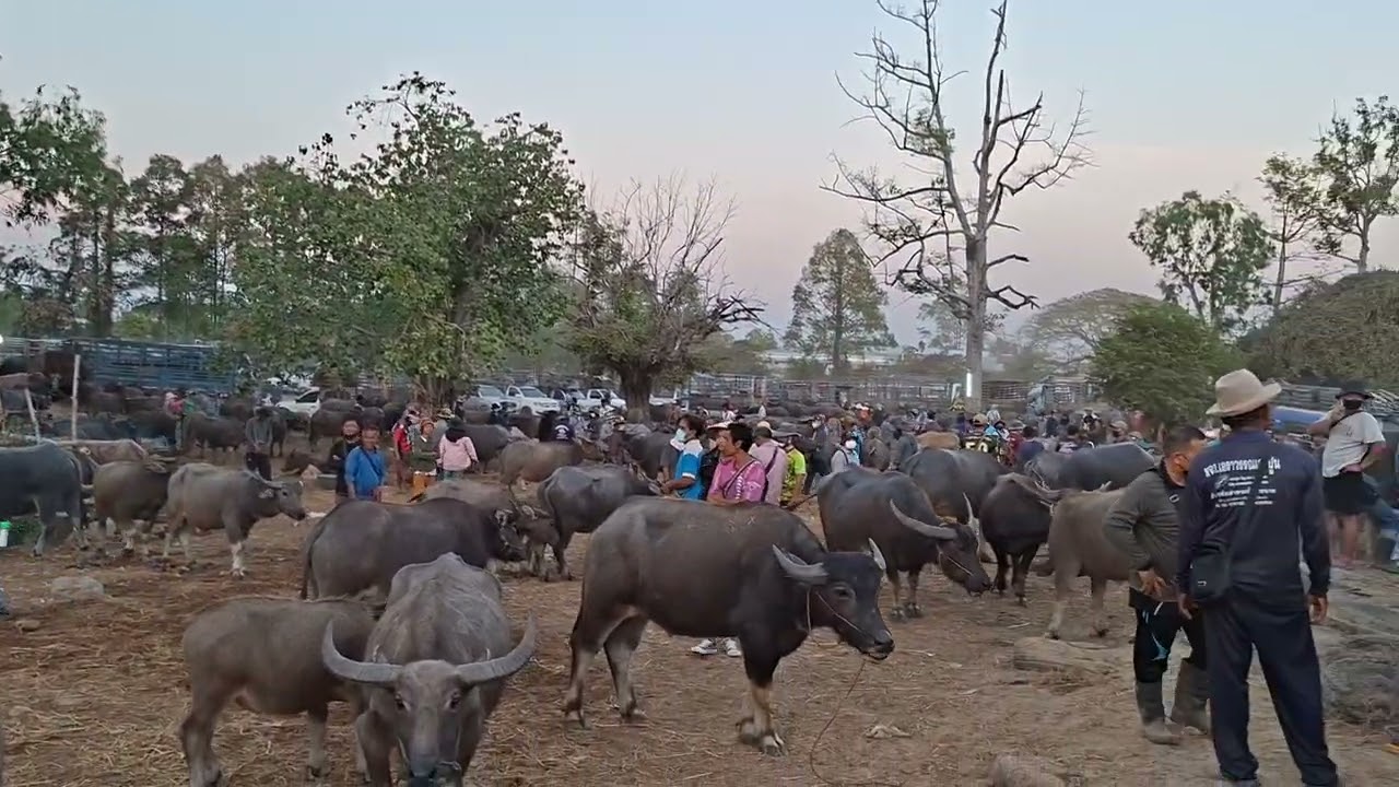 ตลาดวนัดวัว-ควาย ชมพูบุต ร้อยเอ็ดตอนเย็น30-01-69