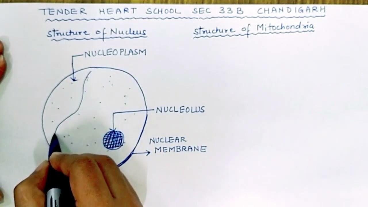 Structure of Nucleus and Mitochondria, Biology , Class 8