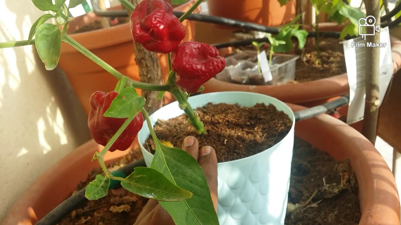 كيف تزرع الفلفل الحلو من البذور  إلى الحصاد How to grow Bell Pepper