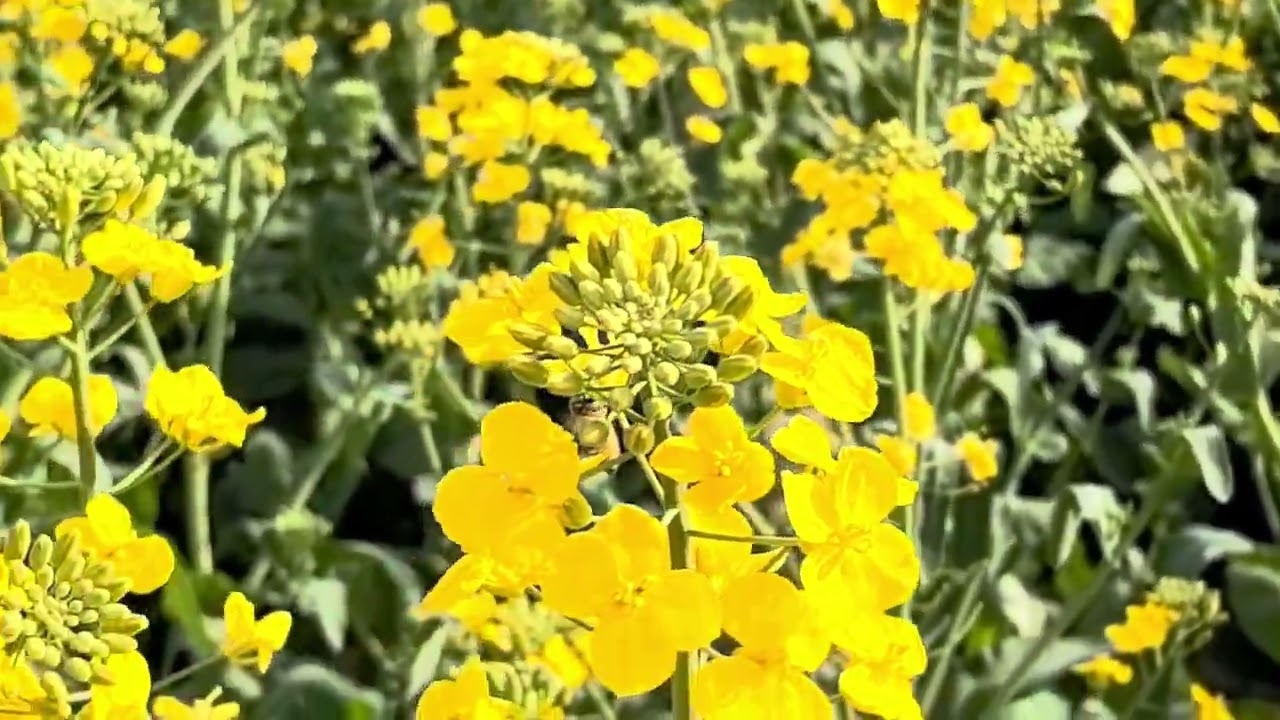 The rapeseed flowers blooming in the company