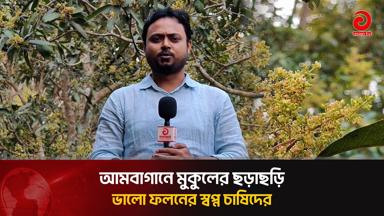 আমবাগানে মুকুলের ছড়াছড়ি, ভালো ফলনের স্বপ্ন চাষিদের | Asian Television