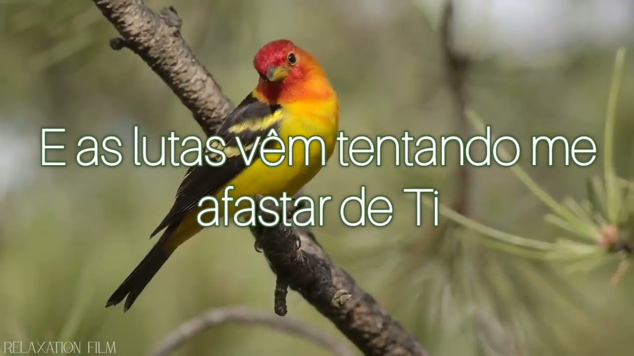 🎶Preciso de Ti🎶 Cover🎶